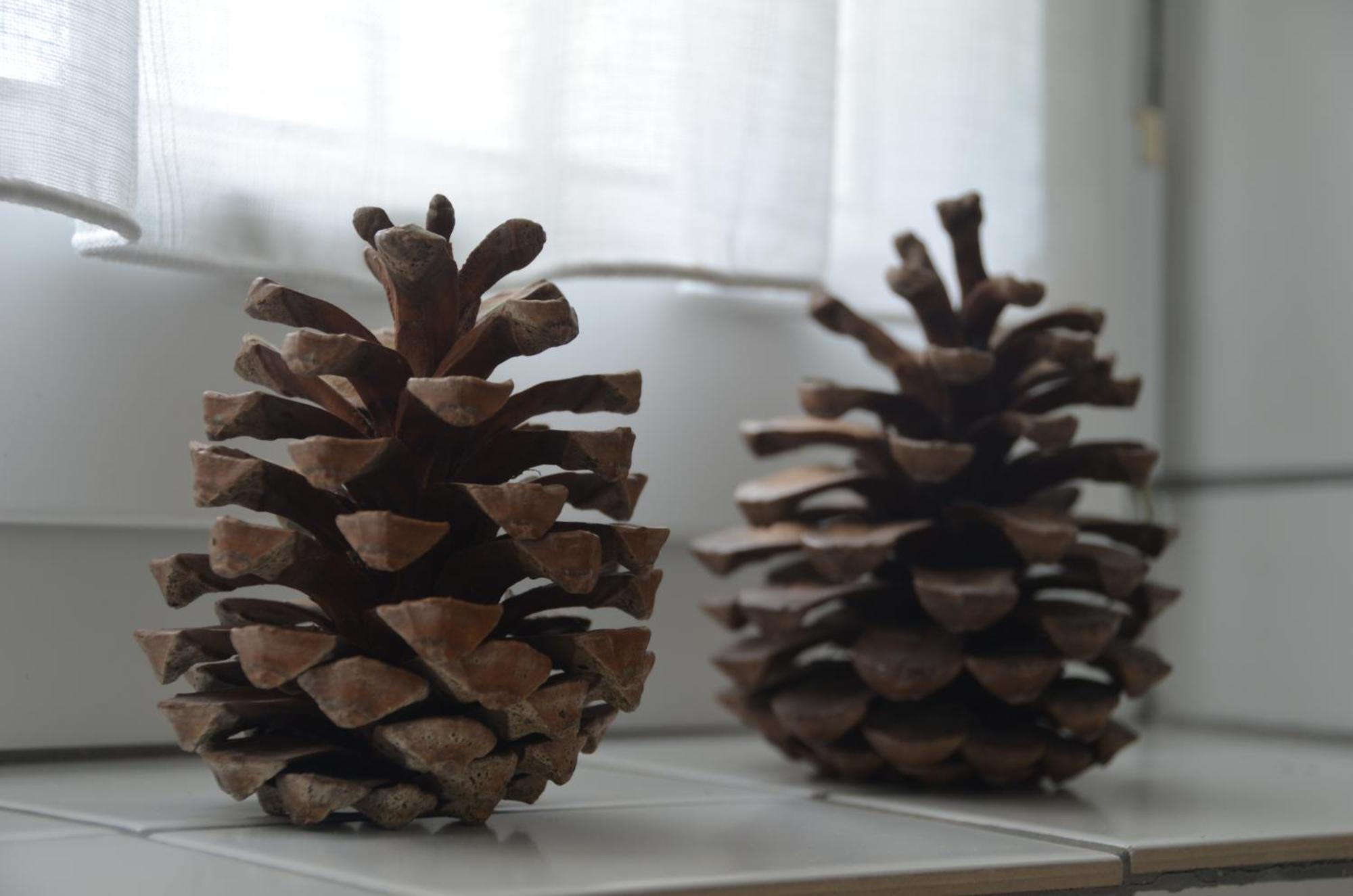 Hohegeiß Ferienwohnung Sonnenblume מראה חיצוני תמונה